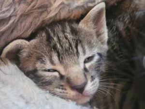 Gato raça SRD-ViraLata idade Abaixo de 2 meses nome Gatos