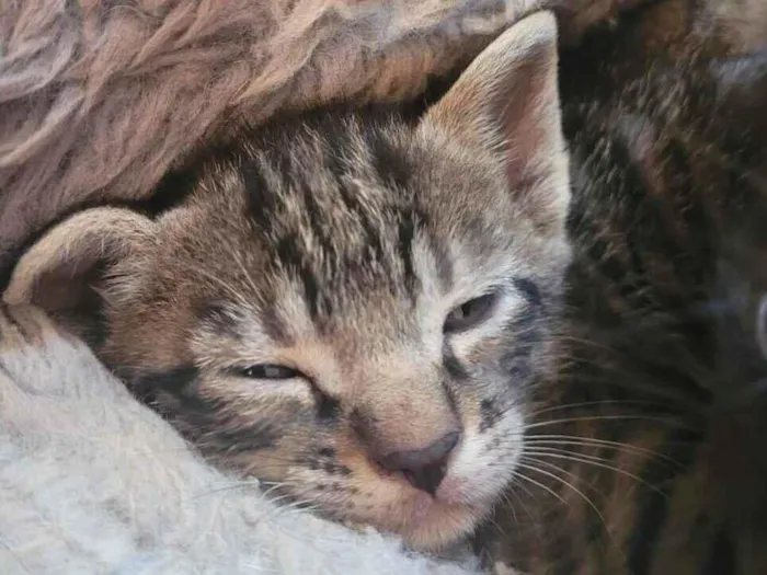 Gato raça SRD-ViraLata idade Abaixo de 2 meses nome Gatos