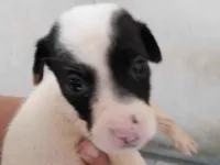 Cachorro raça SRD-ViraLata idade Abaixo de 2 meses nome Devon