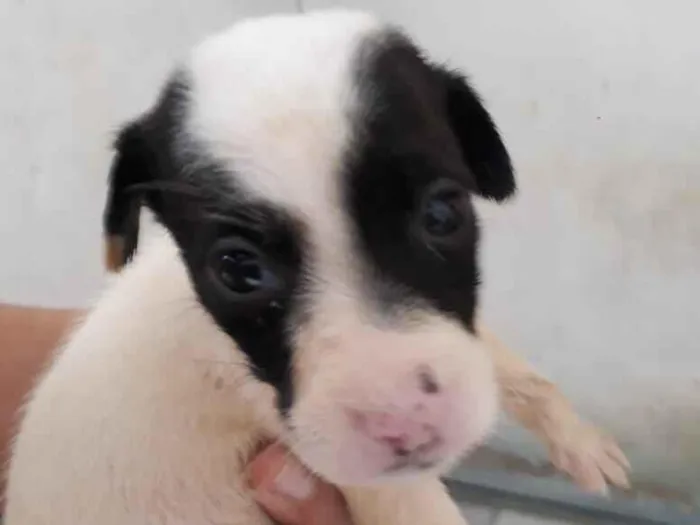 Cachorro raça SRD-ViraLata idade Abaixo de 2 meses nome Devon