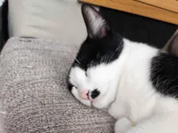 Gato raça SRD-ViraLata idade 3 anos nome Polly