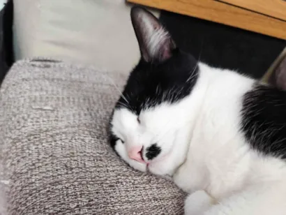 Gato raça SRD-ViraLata idade 3 anos nome Polly