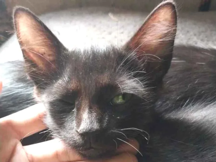 Gato raça SRD-ViraLata idade 2 a 6 meses nome Breu