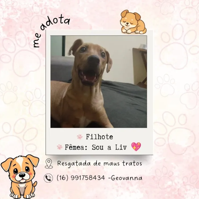 Cachorro raça SRD-ViraLata idade 2 a 6 meses nome Adoção da Liv 