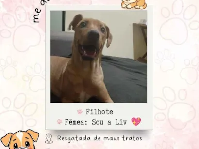Cachorro raça SRD-ViraLata idade 2 a 6 meses nome Adoção da Liv 