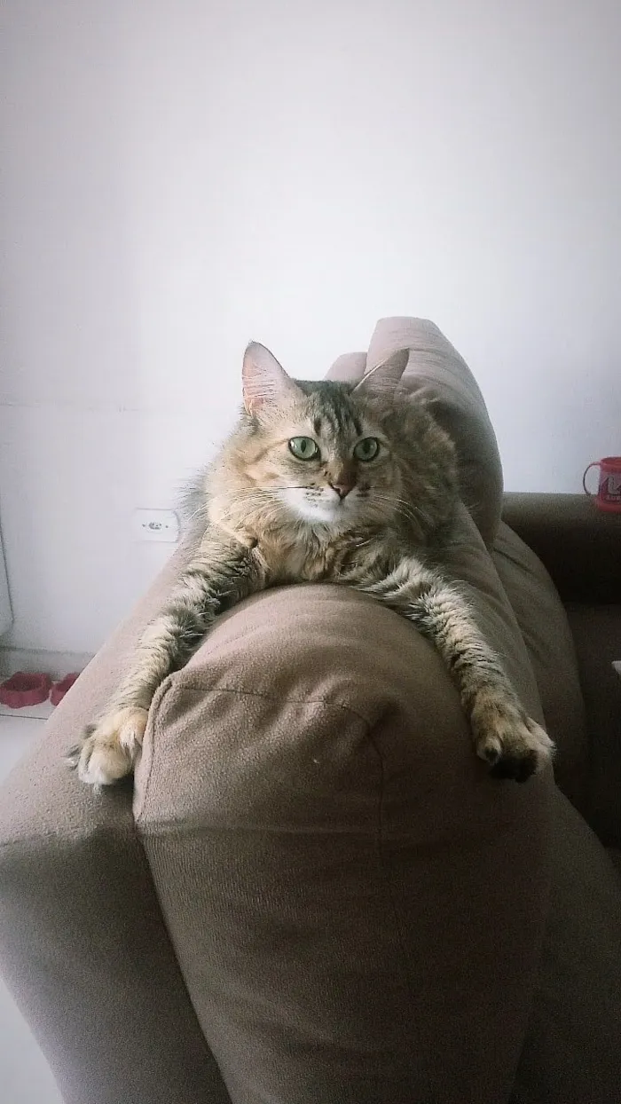 Gato raça SRD-ViraLata idade 5 anos nome Dayse