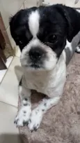 Cachorro raça Shitzu idade 1 ano nome Snoopy
