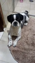 Cachorro raça Shitzu idade 1 ano nome Snoopy