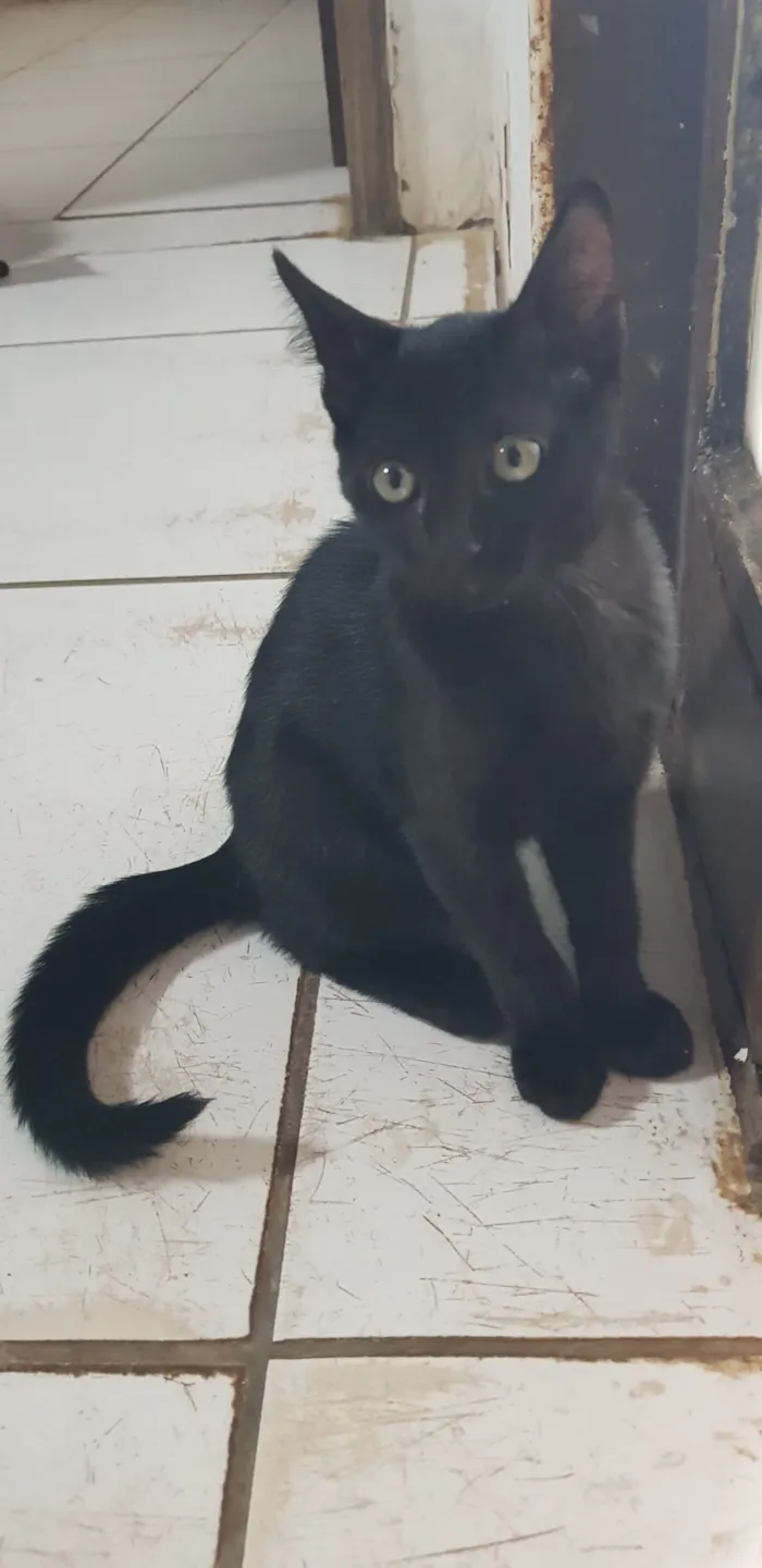 Gato raça SRD-ViraLata idade Abaixo de 2 meses nome 3 Filhotes para adoção