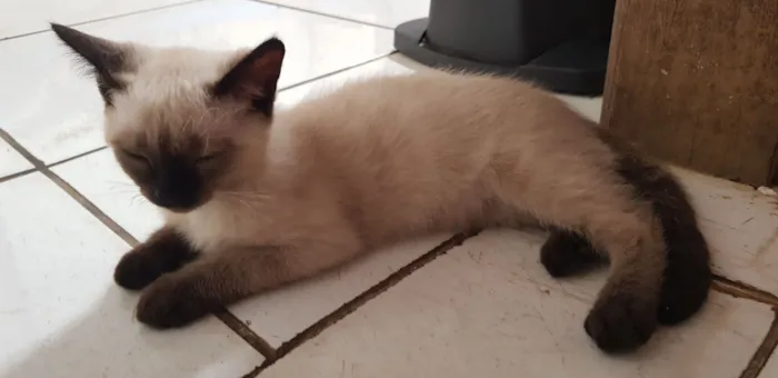 3 Filhotes para adoção