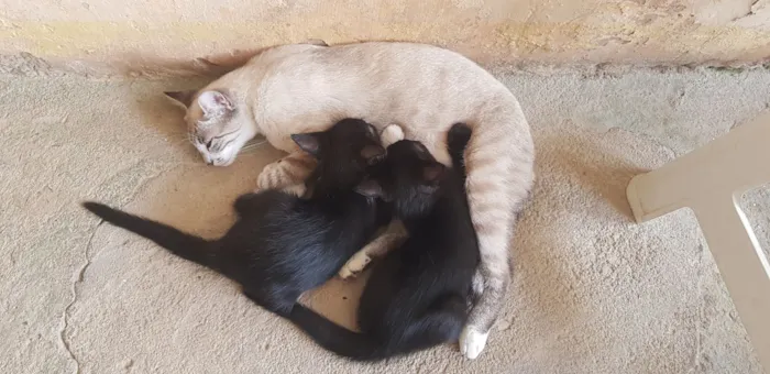 Gato raça SRD-ViraLata idade Abaixo de 2 meses nome 3 Filhotes para adoção