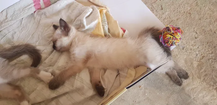 3 Filhotes para adoção