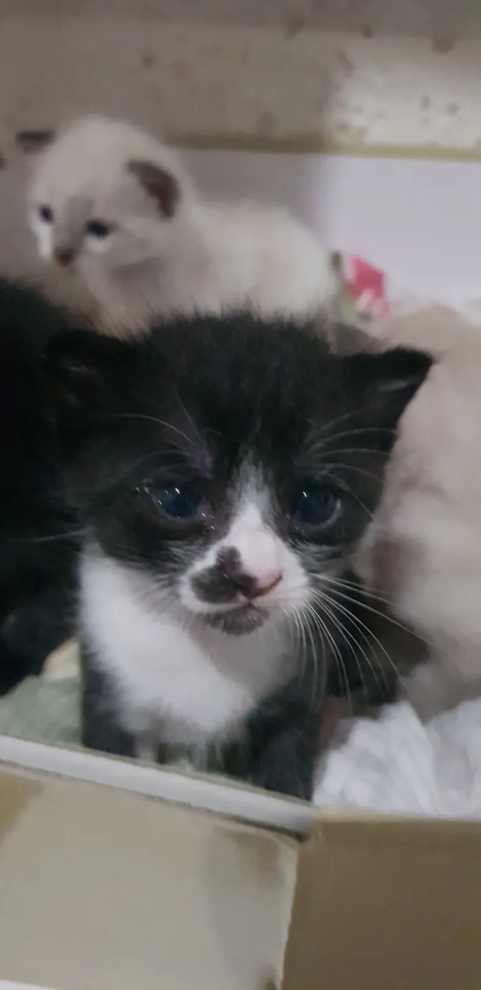 3 Filhotes para adoção