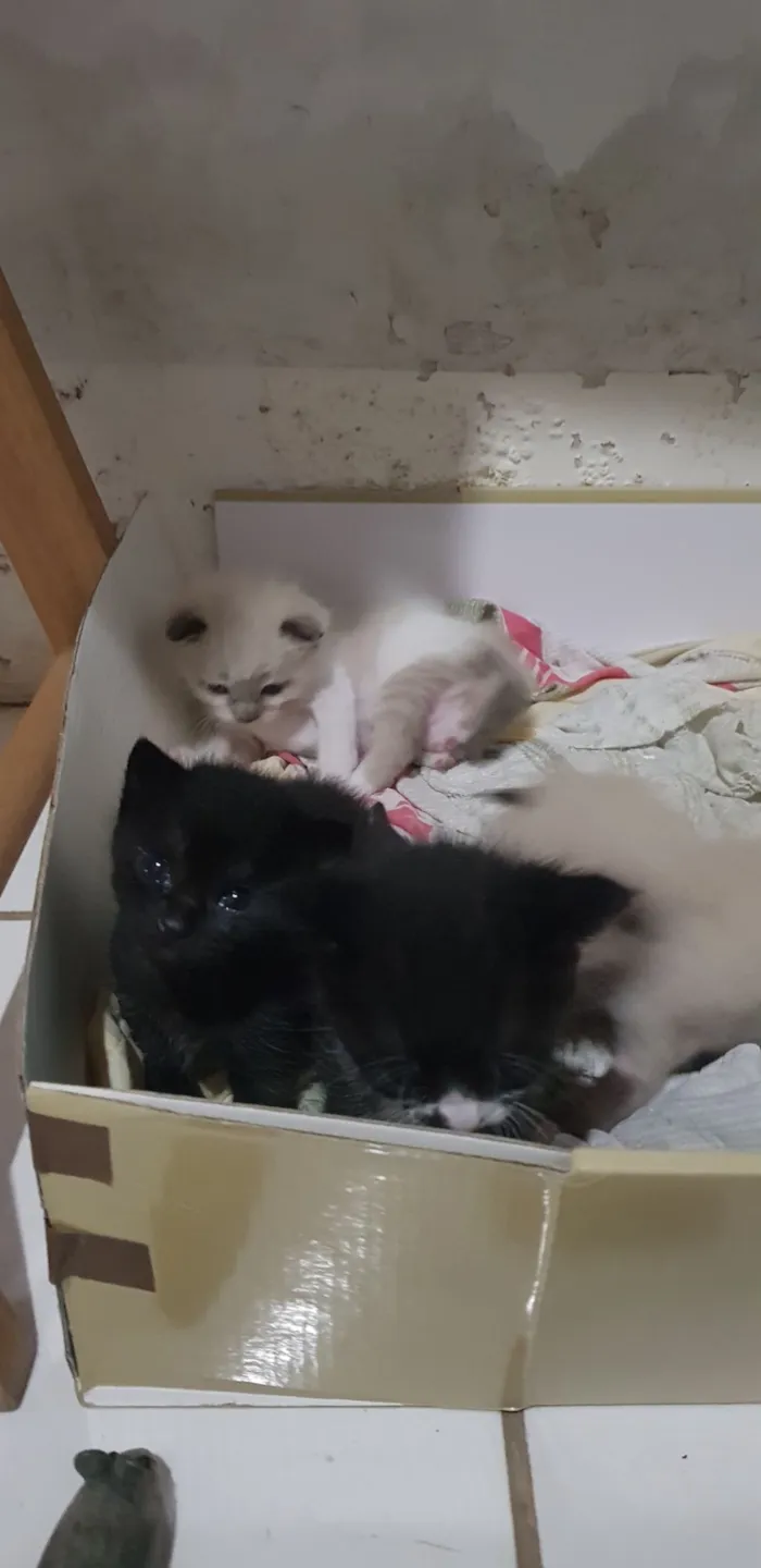 3 Filhotes para adoção