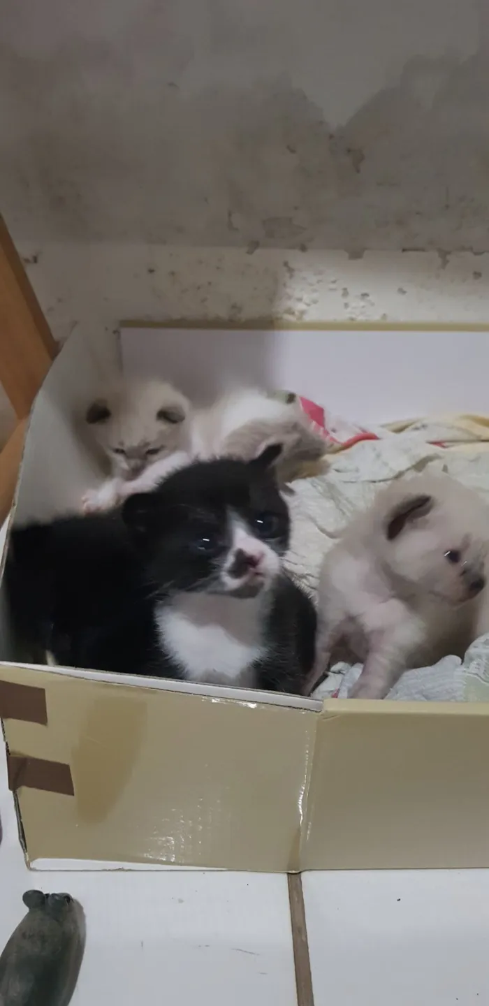 Gato raça SRD-ViraLata idade Abaixo de 2 meses nome 3 Filhotes para adoção