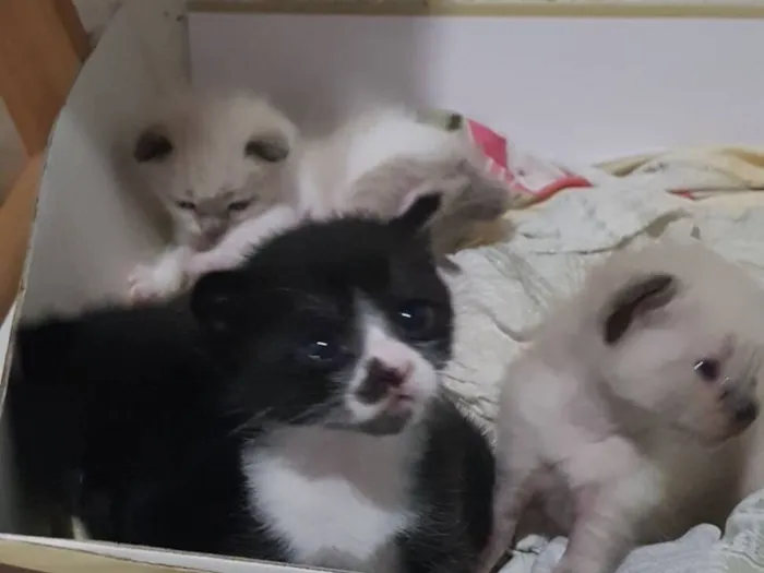 3 Filhotes para adoção