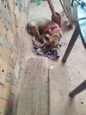 Cachorro raça Pit-Bull idade 2 anos nome Duck