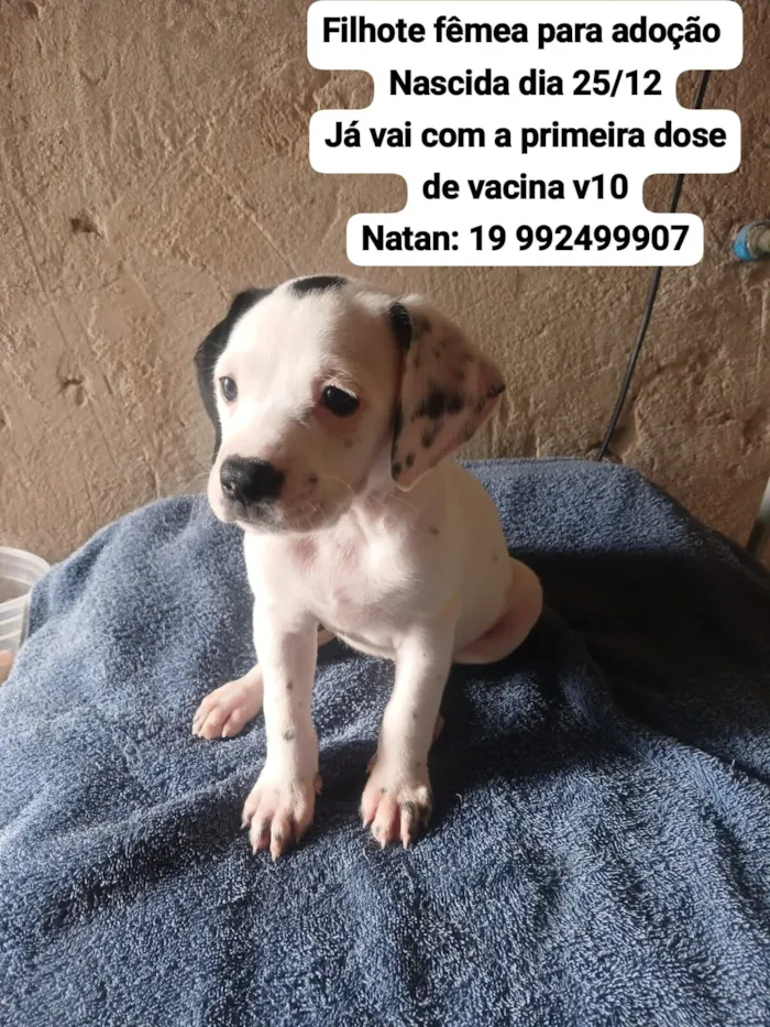 Cachorro raça Pit-Bull idade Abaixo de 2 meses nome ???