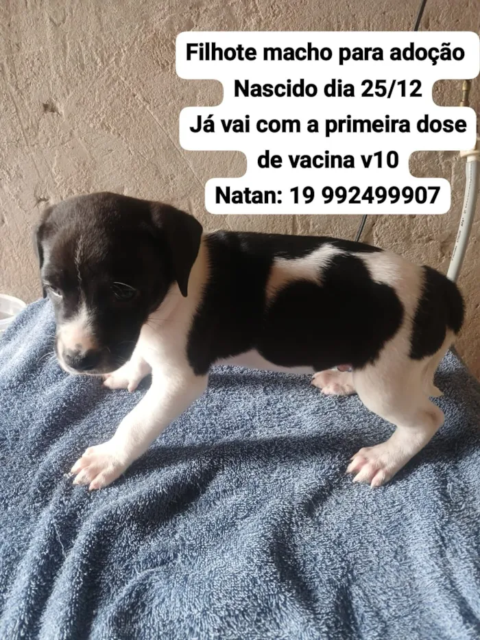 Cachorro raça Pit-Bull idade Abaixo de 2 meses nome ???