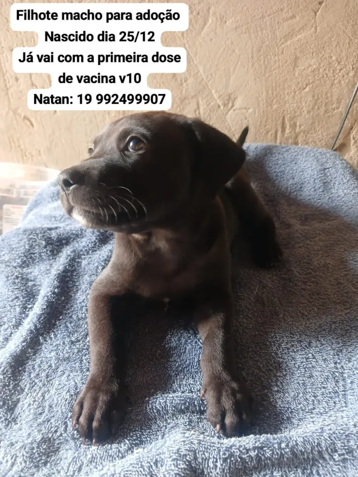 Cachorro raça Pit-Bull idade Abaixo de 2 meses nome ???