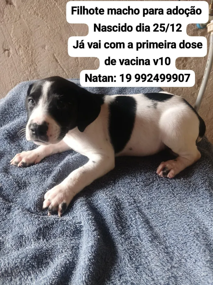 Cachorro raça Pit-Bull idade Abaixo de 2 meses nome ???