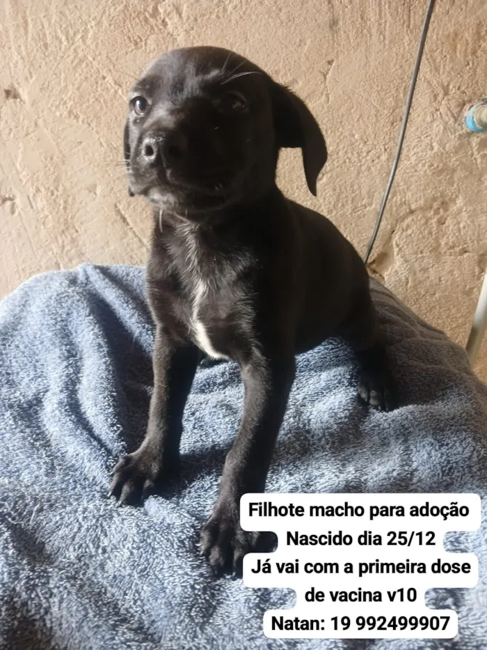 Cachorro raça Pit-Bull idade Abaixo de 2 meses nome ???