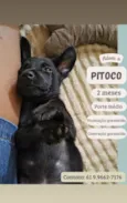 Pitoco