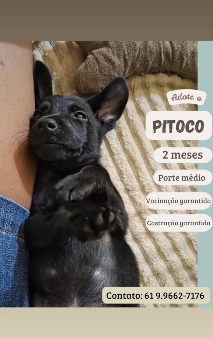 Cachorro raça SRD-ViraLata idade 2 a 6 meses nome Pitoco