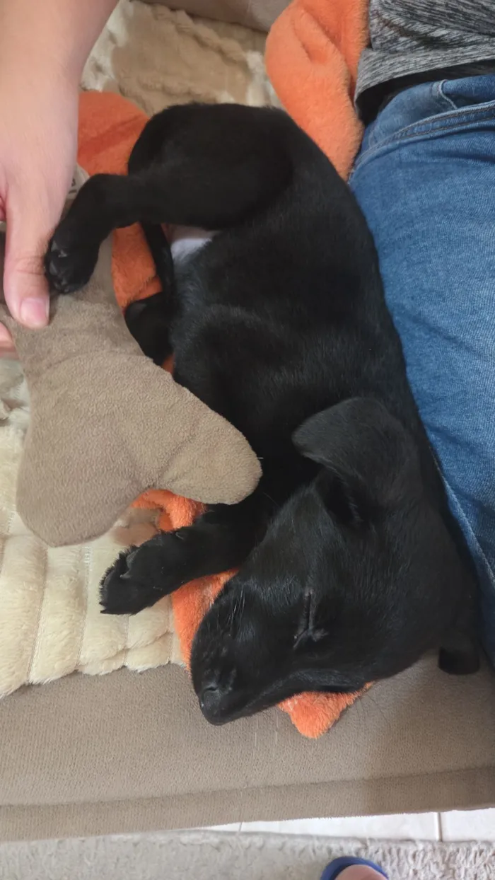 Cachorro raça SRD-ViraLata idade 2 a 6 meses nome Pitoco