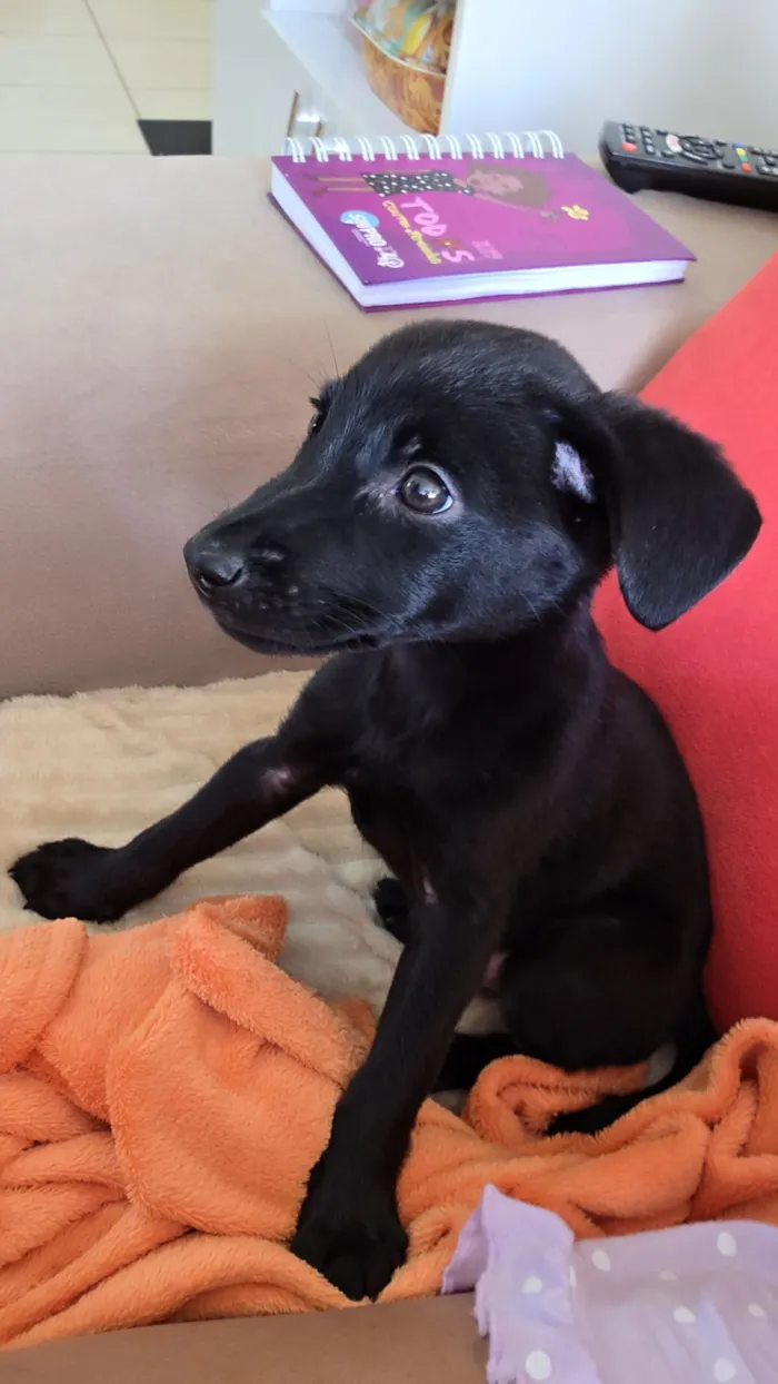 Cachorro raça SRD-ViraLata idade 2 a 6 meses nome Pitoco