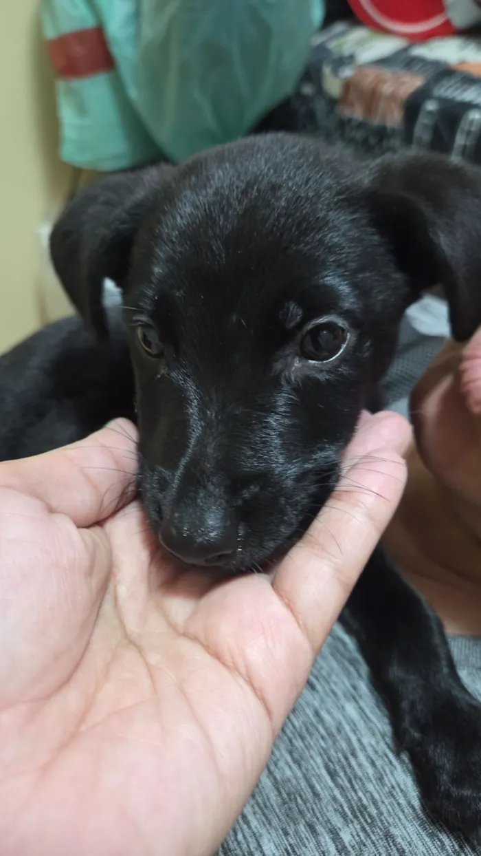 Cachorro raça SRD-ViraLata idade 2 a 6 meses nome Pitoco
