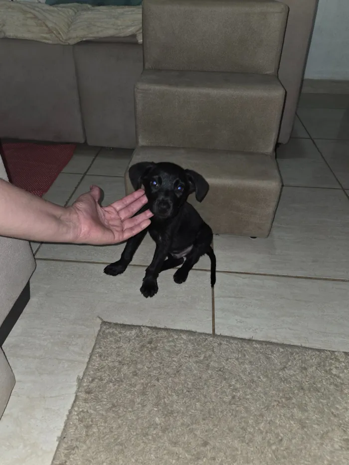 Cachorro raça SRD-ViraLata idade 2 a 6 meses nome Pitoco