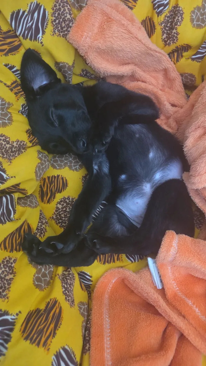 Cachorro raça SRD-ViraLata idade 2 a 6 meses nome Pitoco