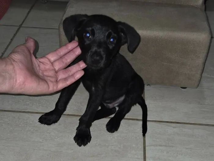 Cachorro raça SRD-ViraLata idade 2 a 6 meses nome Pitoco