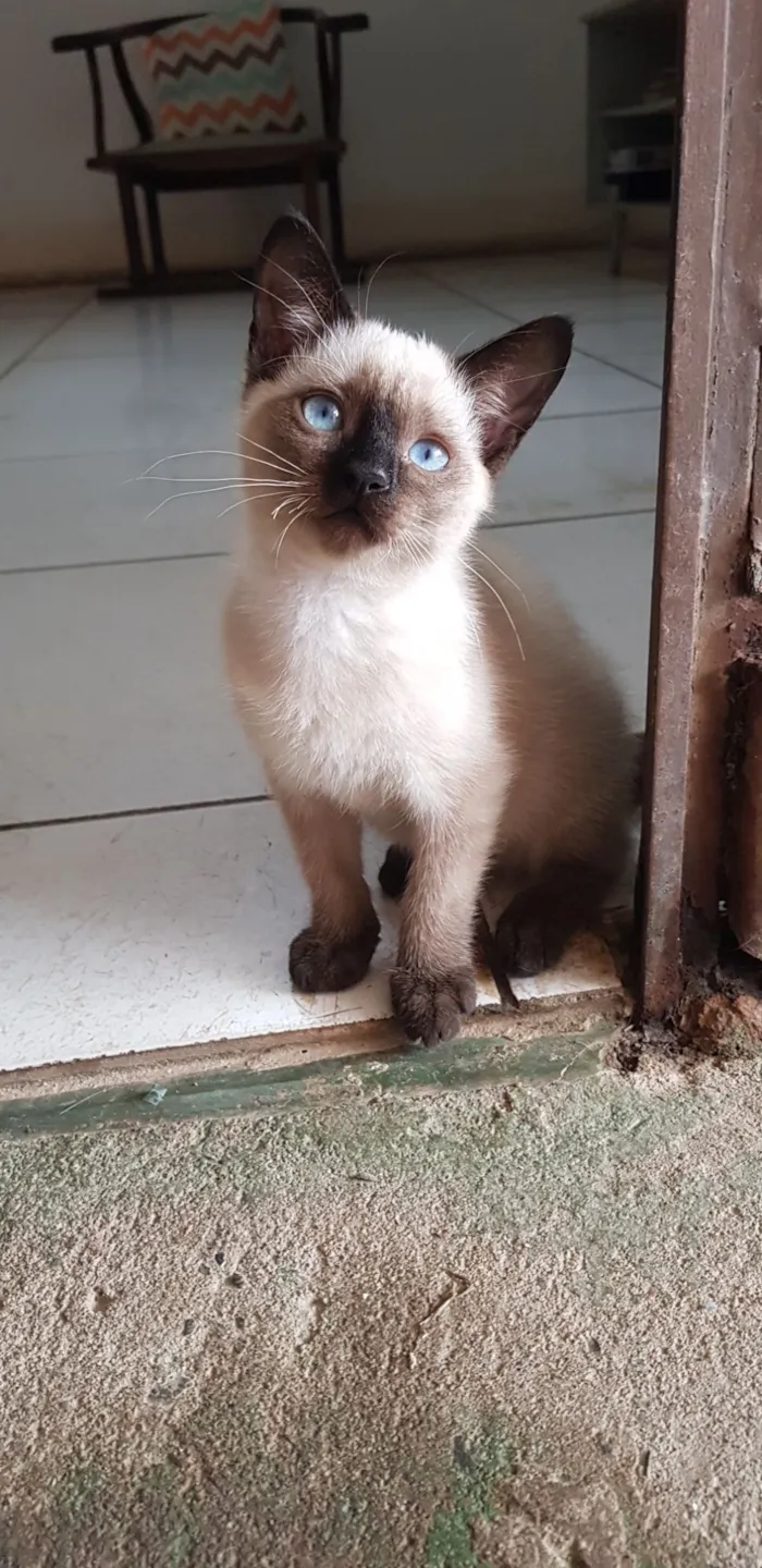 Gato raça SRD-ViraLata idade Abaixo de 2 meses nome 3 Filhotes para adoção