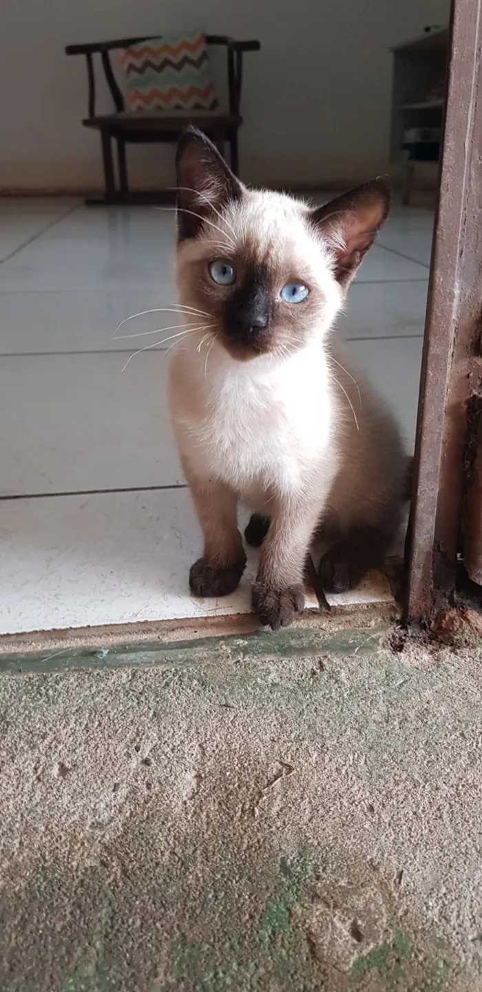 Gato raça SRD-ViraLata idade Abaixo de 2 meses nome 3 Filhotes para adoção