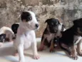 Cachorro raça SRD-ViraLata idade Abaixo de 2 meses nome Filhotes 