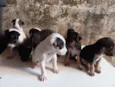 Cachorro raça SRD-ViraLata idade Abaixo de 2 meses nome Filhotes 