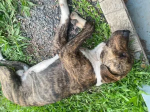Cachorro raça SRD-ViraLata idade 1 ano nome Soneca