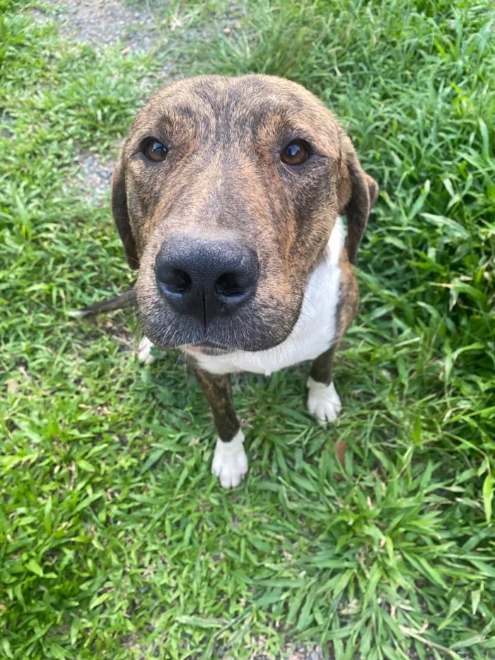 Cachorro raça SRD-ViraLata idade 1 ano nome Soneca