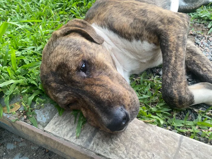 Cachorro raça SRD-ViraLata idade 1 ano nome Soneca