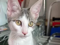 Gato raça SRD-ViraLata idade 2 a 6 meses nome Claire 