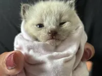 Gato raça SRD-ViraLata idade Abaixo de 2 meses nome Salem  