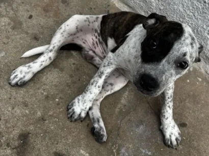 Cachorro raça Pit-Bull idade Abaixo de 2 meses nome Luma 