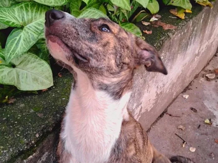 Cachorro raça SRD-ViraLata idade 7 a 11 meses nome Lucinda