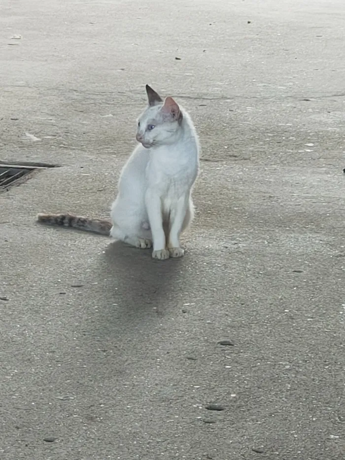 Gato raça SRD-ViraLata idade Abaixo de 2 meses nome Gato