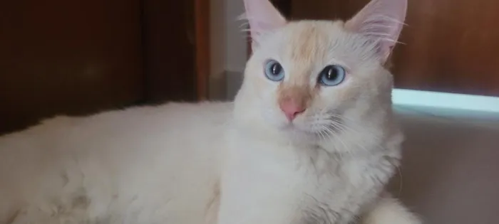 Gato raça Angorá idade 1 ano nome pudim