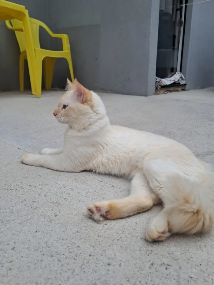 Gato raça Angorá idade 1 ano nome pudim