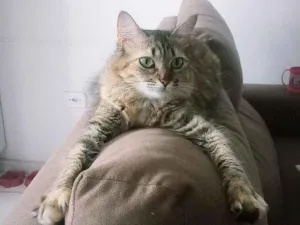 Gato raça SRD-ViraLata idade 5 anos nome Dayse