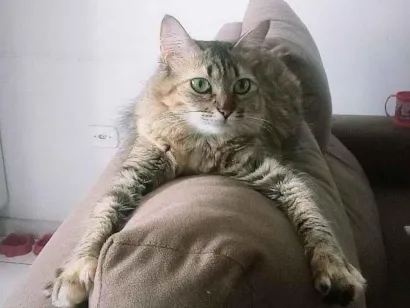 Gato raça SRD-ViraLata idade 5 anos nome Dayse